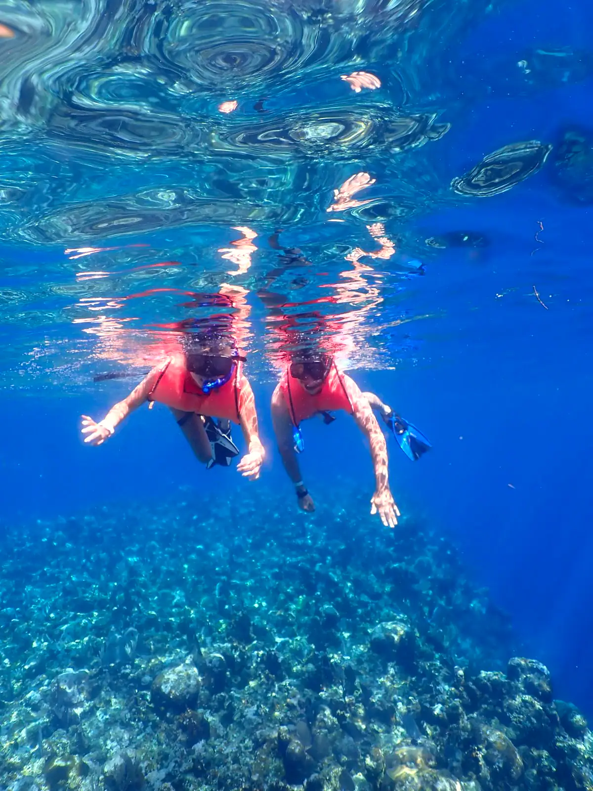 Best of Roatan: Wildlife, Reef & Beach photo 3