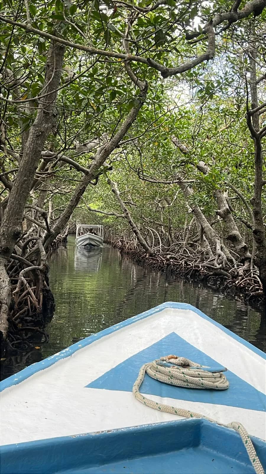 Turtles, Mangroves & Garifuna Culture