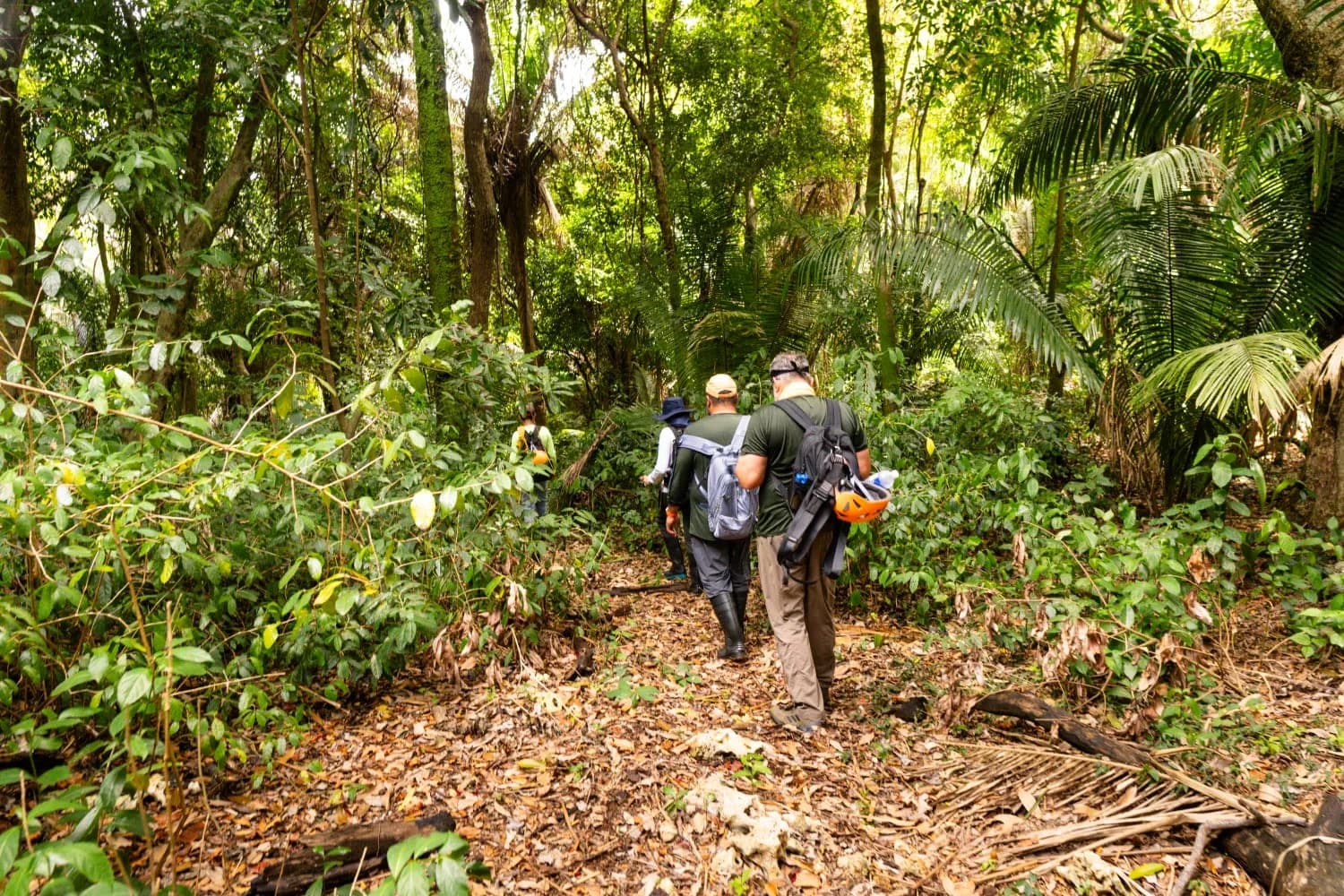 A small group with backpacks and helmets walking along a forest trail surrounded by palms