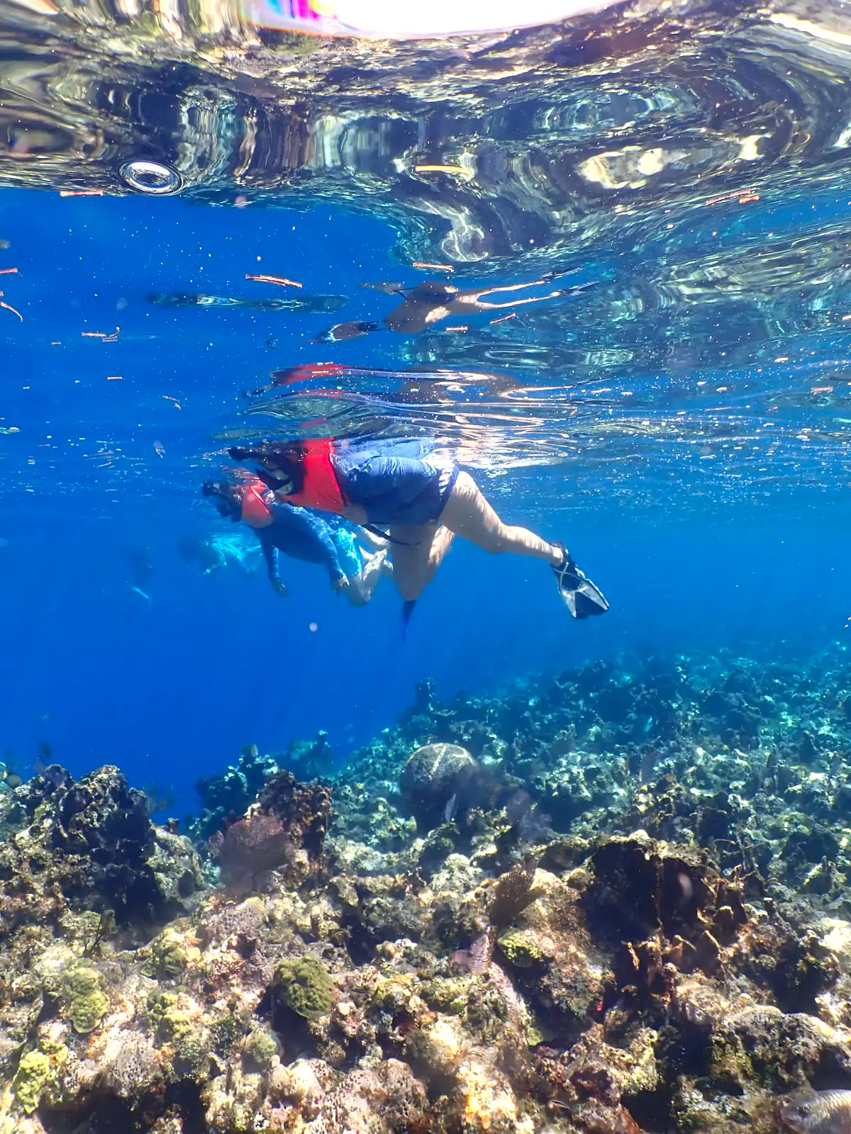Best of Roatan: Wildlife, Reef & Beach