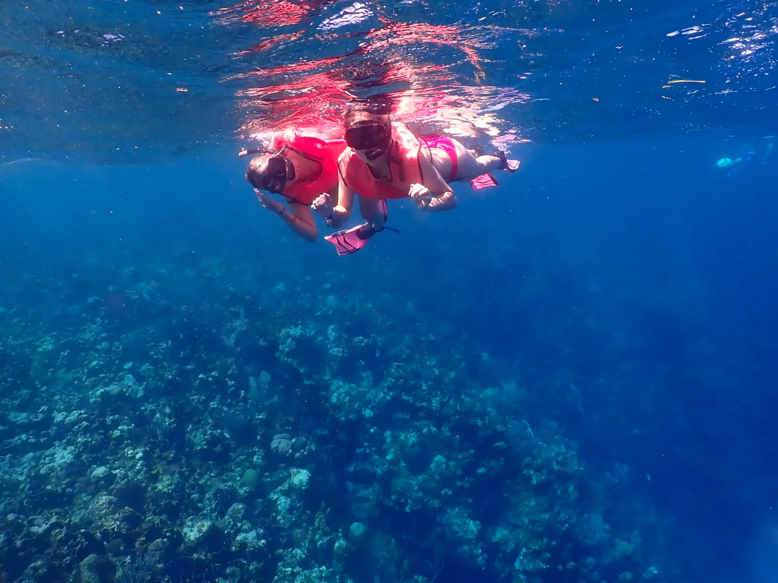 West Bay Reef Snorkel & Beach photo 5