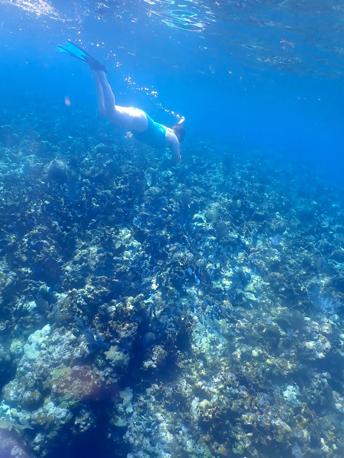West Bay Reef Snorkel & Beach photo 4
